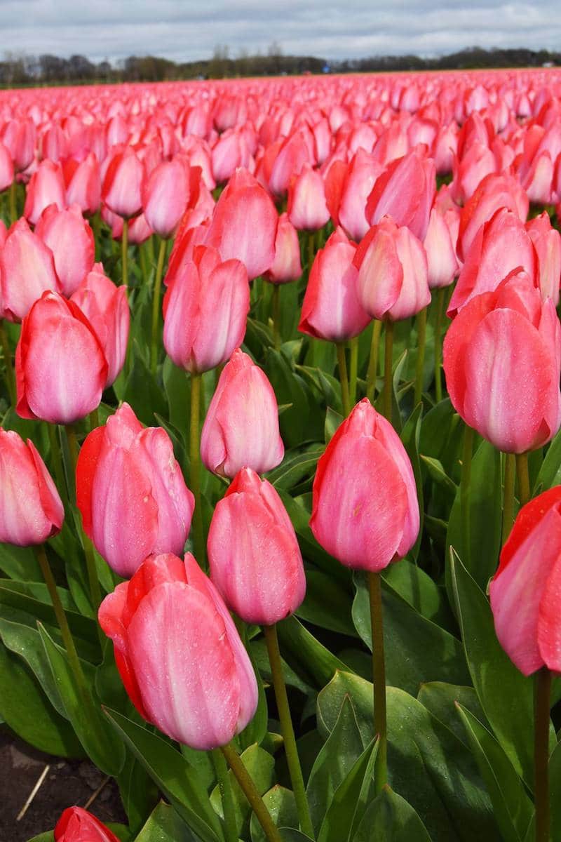Seeing fields of tulips in the Netherlands on your bucket list? Read insider tips for finding blooming flowers in Holland without a tour or visiting Keukenhof.