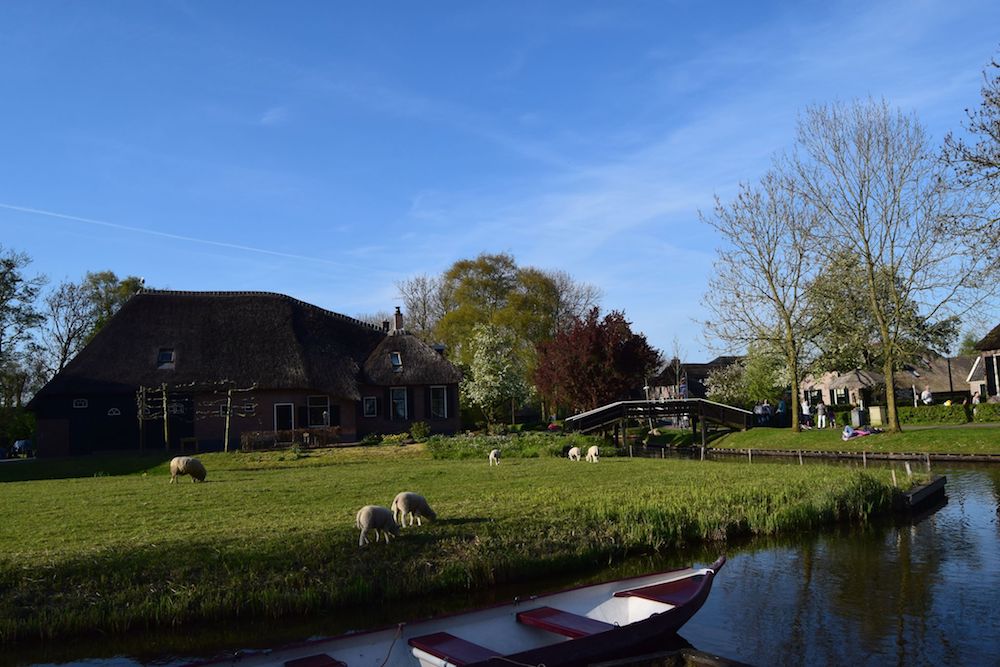 Canals and sheep in Giethoorn, The Netherlands. Interested in visiting the most beautiful village in the Netherlands? Tips for how to take a day trip from Amsterdam to Giethoorn. #giethoorn #travel #netherlands