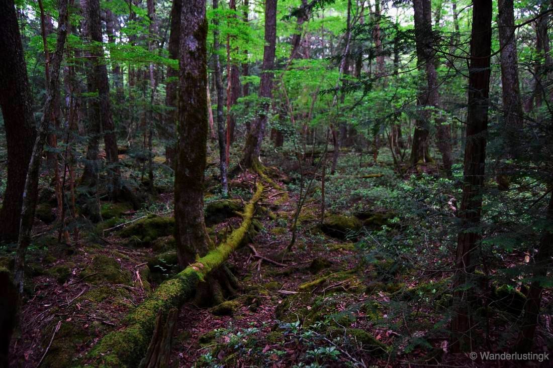 Photo of the Aokigahara Forest in Japan. Read about hiking in the Aokigahara forest and what to know about Japan's most infamous forest.