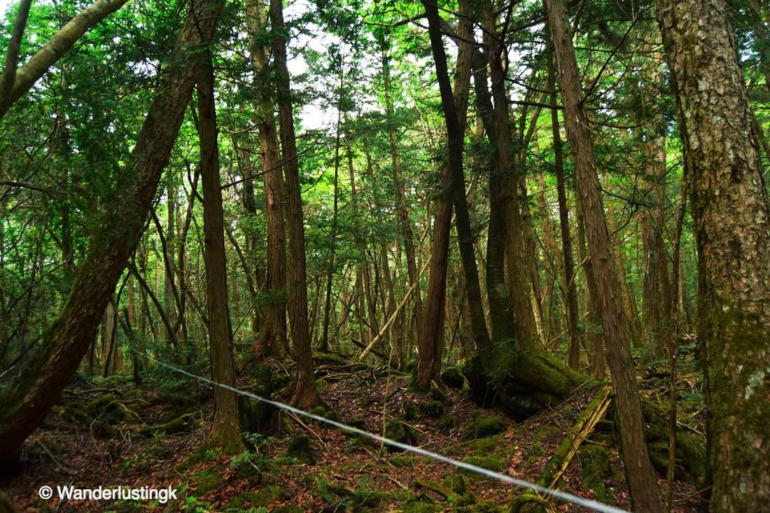 Photo of string in the Aokigahara Forest in Japan. Read about hiking in the sea of trees.