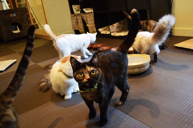 Cats at cat cafe in Japan. Read about splurges to cut in Japan and how to travel in Japan on a budget.