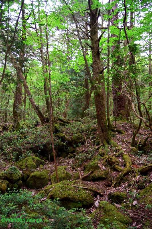 Is the Aokigahara Forest (青木ヶ原) in Japan haunted? Read my experience about hiking off trail in the world's most haunted forest, the Sea of Trees ( 樹海)