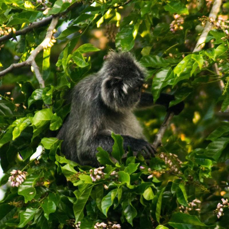 Silver leaf monkey in Bako National Park. Find out about how much it costs to visit Bako National Park + travel tips for visiting Bako on a budget