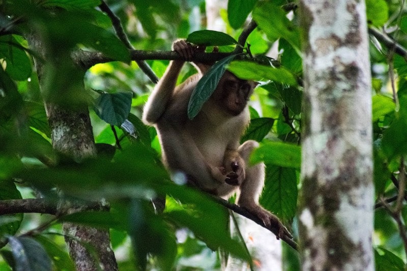 Photo of monkey in Borneo. Read what to bring to Borneo with a complete Borneo packing list with advice on what to wear jungle trekking.