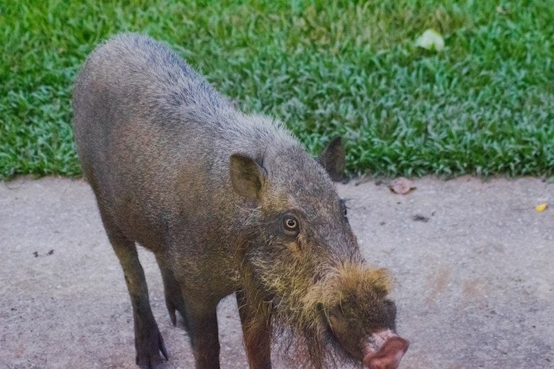 Bearded Borneo Pig in Bako National Park, Borneo. Find out why you should visit Bako National Park and how many days to spend in Bako National Park.