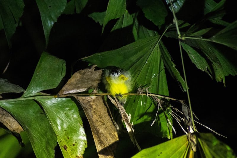 Photo of rare bird in Bako National Park. Find out about the night walk in National Park and Bako National Park accommodation.