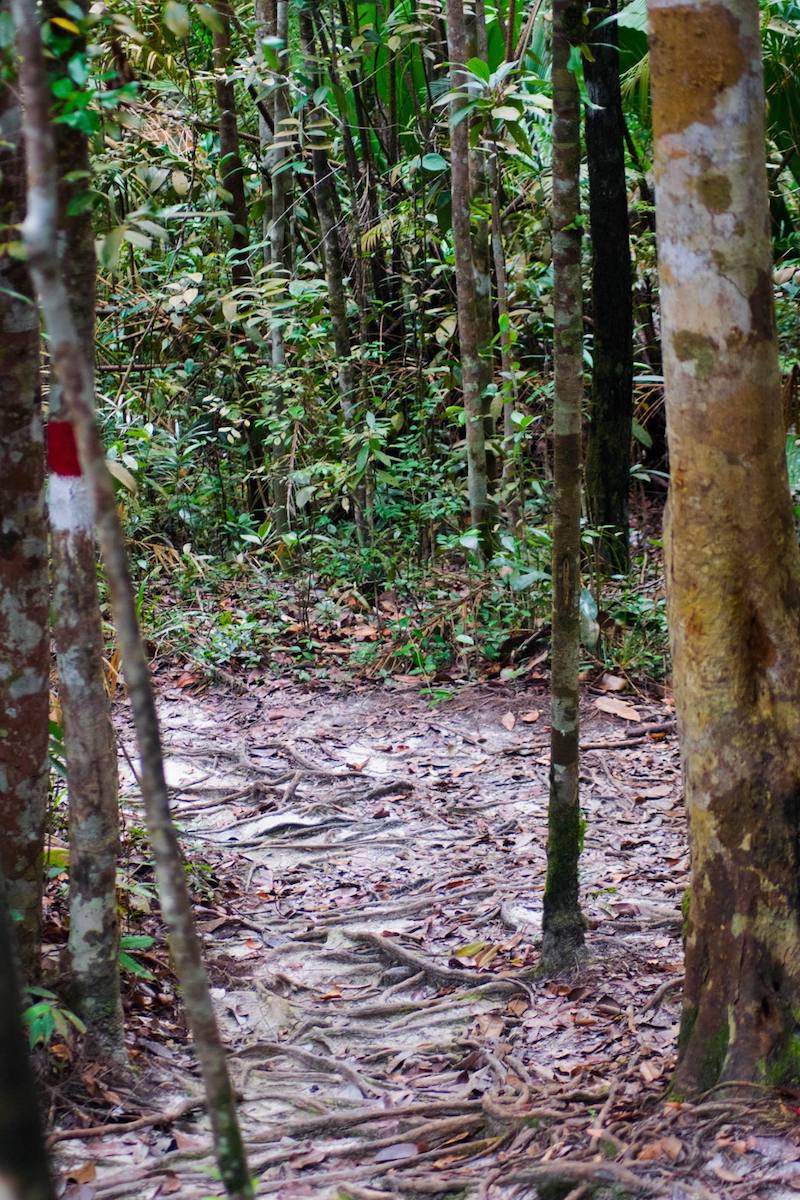 Bako National Park trail. Find out what know about getting to Bako National Park from Kuching and what to pack for Bako National Park!