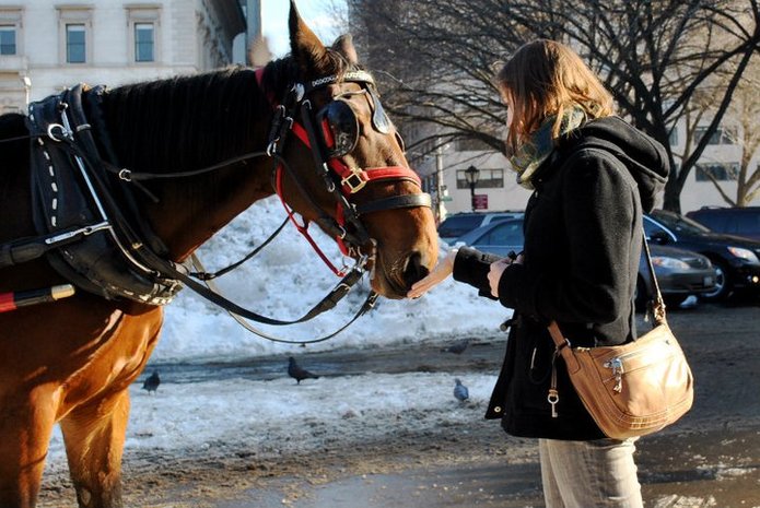 Horse in NYC. Read about the weather in New York during December!