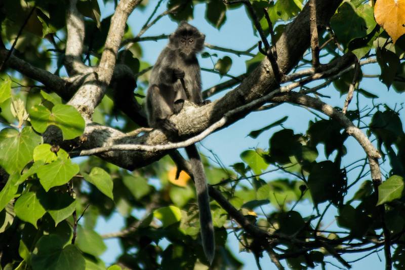 Photo of silver leaf monkey in Bako National Park. Find out about the Bako National Park entrance fee and what to pack for Bako National Park.