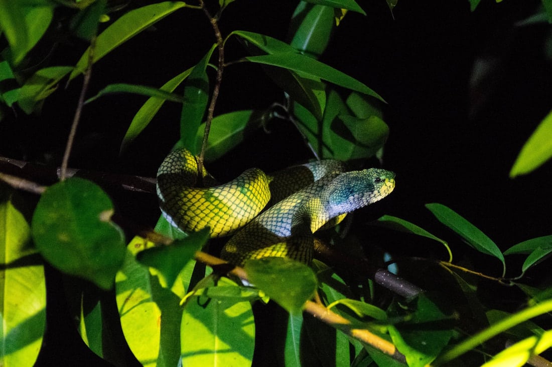 Pit Viper in Bako National Park. Do you need a guide for Bako National Park? Find out if you can travel to Bako National Park without a tour! 