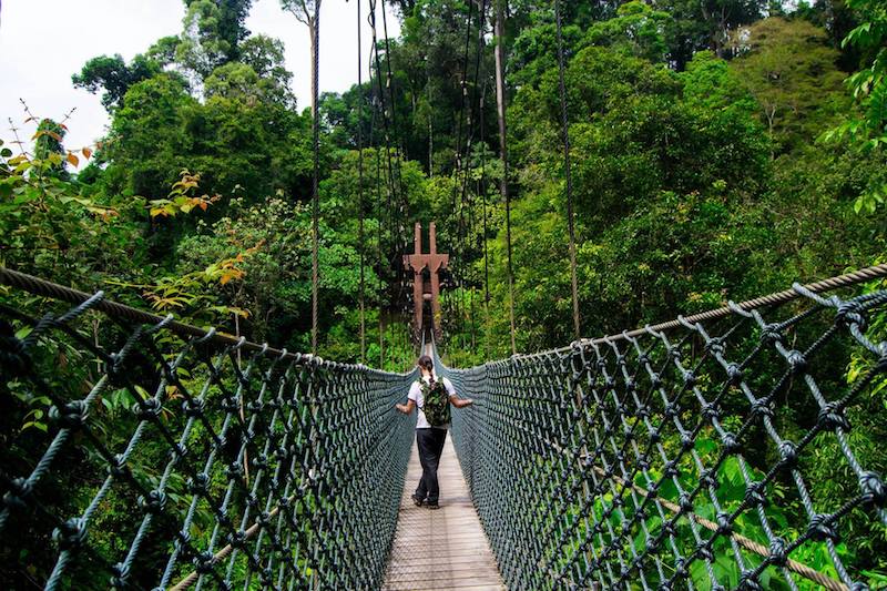 Photo of bridge in Ulu Temburong National Park. Read about travel in Brunei and what you need to know before you visit Brunei.