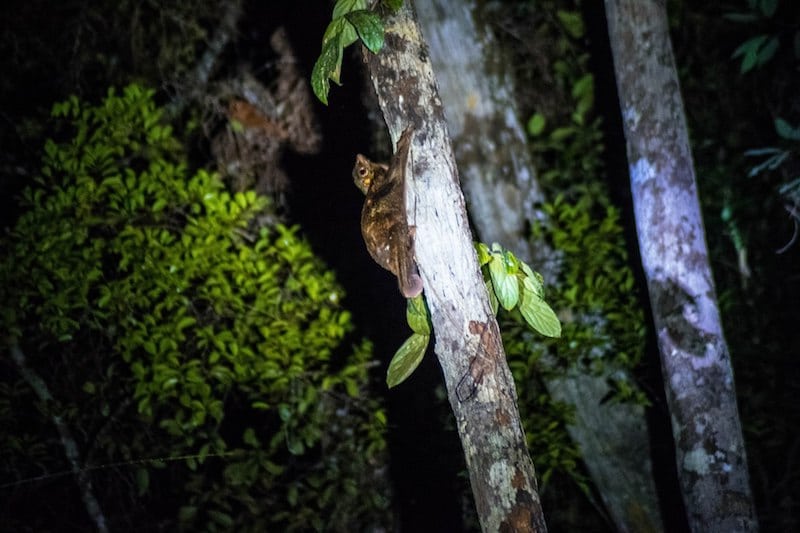 Flying lemur in Bako National Park. Should you visit Bako for 1 day or stay 3 days in Bako National Park? Find about the night walk in Bako & Bako Lodging