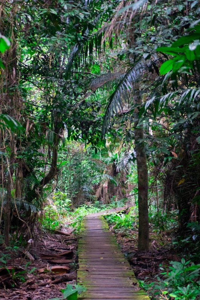 Bako National Park trails. Find out how many days to visit Bako National Park with information about Bako National Park cabins.