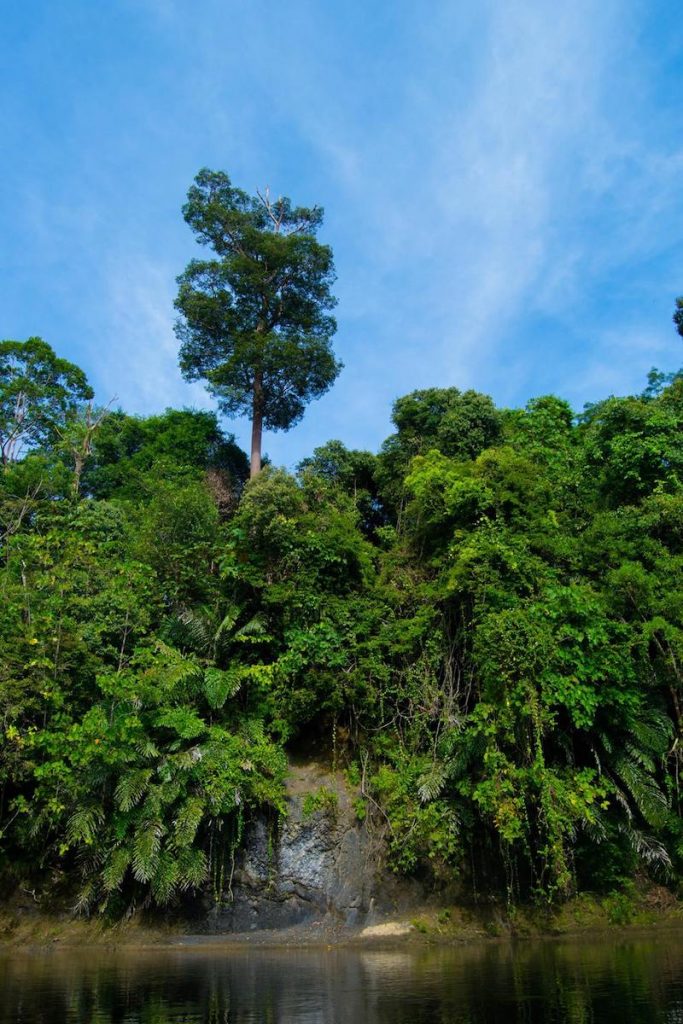 Photo of rainforest in Ulu Temburong National Park in Brunei. Read travel tips for Brunei and how many days to spend in Brunei. #Brunei #Travel #Asia