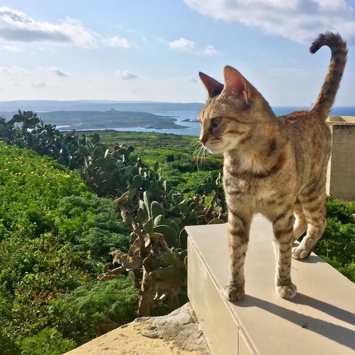 Beautiful cat in Gozo Malta with view of Comino in Malta. Read about why you must visit Gozo during your trip to Malta and what to do during four days in Malta! #travel #malta #gozo #comino #cats 