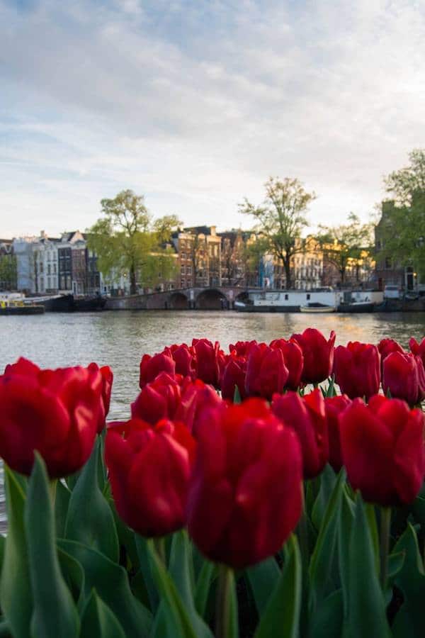 Tulips in Amsterdam. Planning travel to the netherlands? Insider tips on what you need to know before you visit Amsterdam or Holland! #travel #netherlands #amsterdam