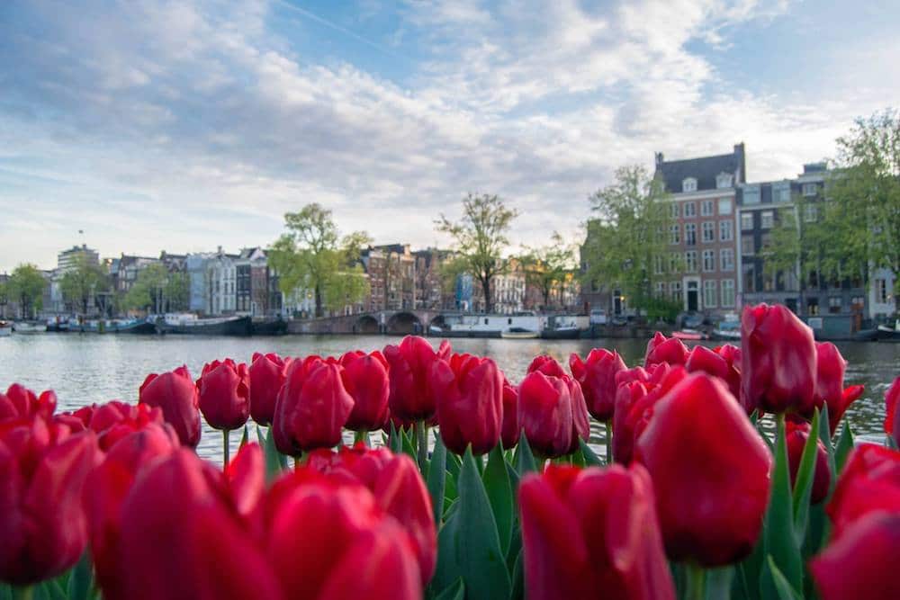 Tulips in Amsterdam canals. Read insider tips for visiting Amsterdam on a budget with tips for things to do for free in Amsterdam! #amsterdam #netherlands #travel