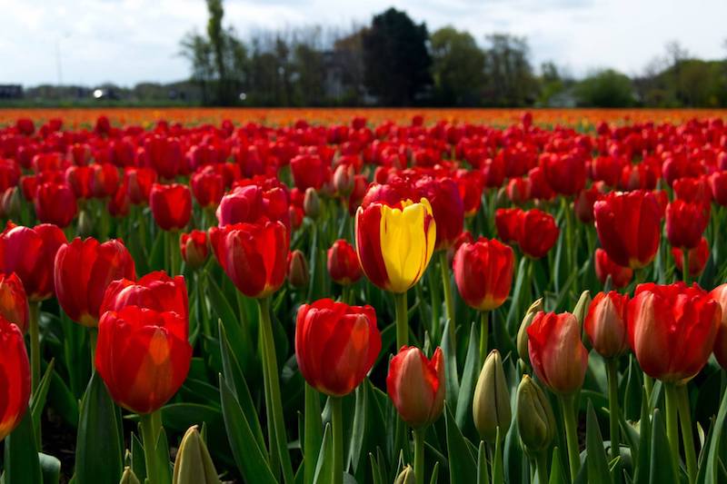 Photo of tulips in the Netherlands, see the tulips in the fields outside of Keukenhof for free!