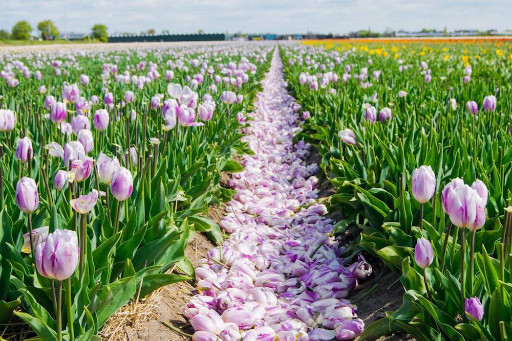 Dying tulips in the Netherlands. Seeing fields of tulips in the Netherlands on your bucket list? Read insider tips for finding blooming flowers in Holland without a tour or visiting Keukenhof.