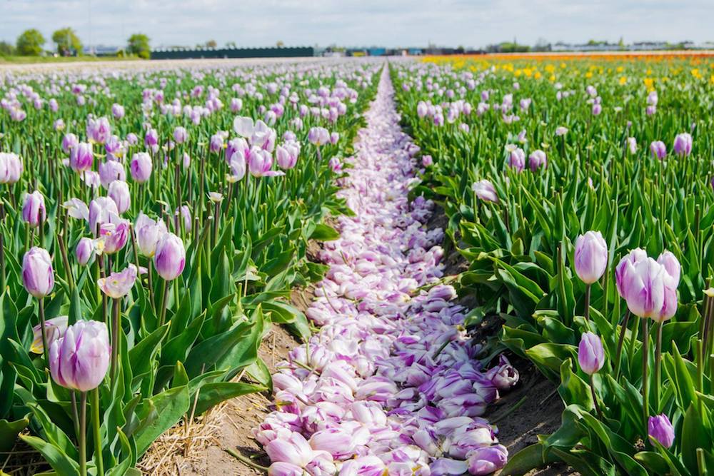 Sterbende Tulpen in den Niederlanden. Stehen Tulpenfelder in den Niederlanden auf Ihrer Bucket List? Lesen Sie Insider-Tipps, wie Sie blühende Blumen in Holland ohne Tour finden oder den Keukenhof besuchen können.