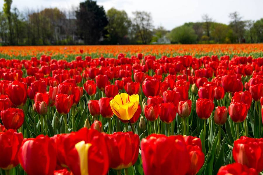 Tulips in the Netherlands. Read insider tips for visiting the Netherlands written by a Dutch resident. #travel #tulips #netherlands #Holland