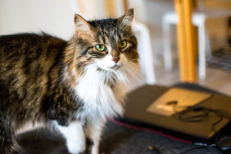 Beautiful Norwegian Forest cat adopted from the United states.  Read about expat cats!