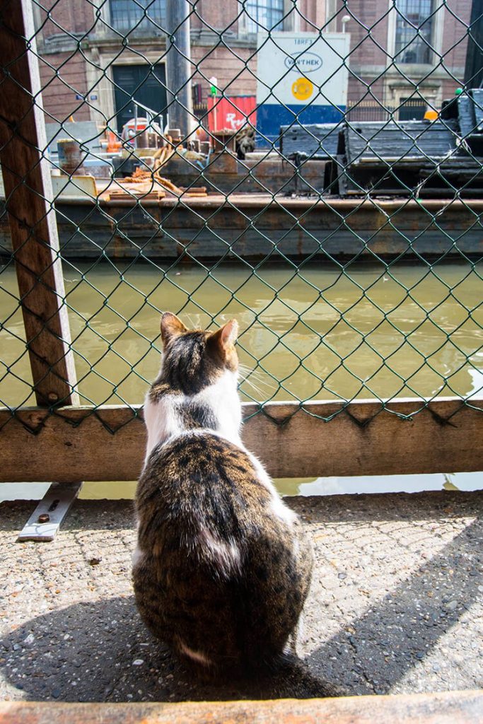 Cat on the De Poezenboot, the cat boat in Amsterdam. If you love cats, you need to visit this cat shelter on a boat! #Amsterdam #cats #travel