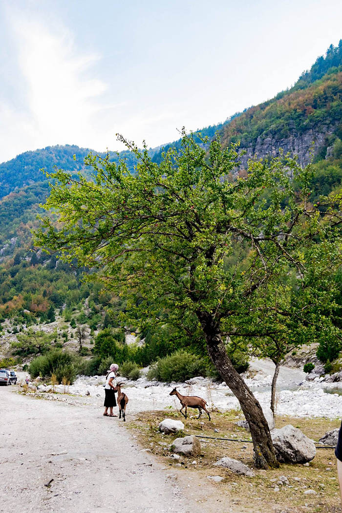 Photo of Albanian woman in Theth with her goats. Glimpse into traditional Albanian life by visiting Theth, one of the most beautiful villages in Albania.