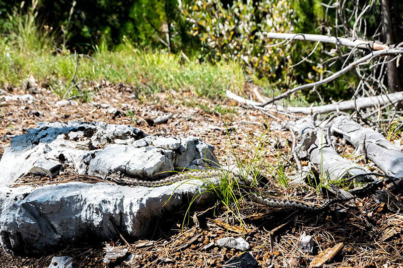 Photo of a poisonous snake in Albania (Orsini's viper), one of the native wildlife seen in Theth National Park.