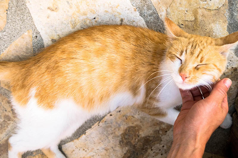 Photo of cute cat in Berat Albania.