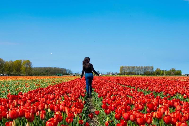 Girl in the tulip fields in the Netherlands.  If you're visiting the Netherlands in April, you need to add visiting the fields to your Dutch itinerary! 