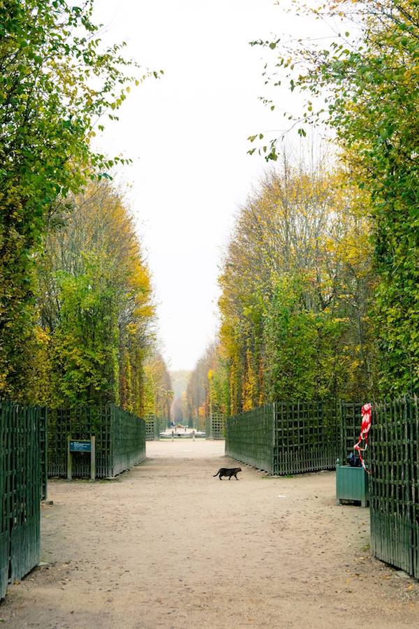 Cat roaming the gardens of Versailles, one of the best things to see in Versailles. Read essential Versailles travel tips on how to avoid the crowds at Versailles! #travel #france #versailles