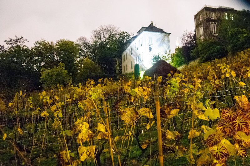 Clos Montmartre, vineyards in Montmartre. This off the beaten path attraction is something that you need to include on your self-guided walking tour of Montmartre! #vine #travel #Paris 