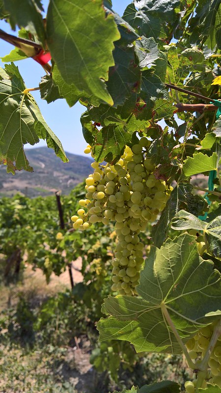 Boutaris vineyard, Crete