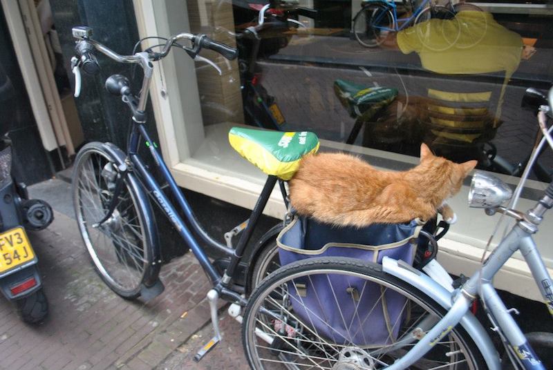 Cat on bike in Amsterdam, the Netherlands. Considering renting a bike in Amsterdam? Read 20 things to know before biking in Amsterdam.