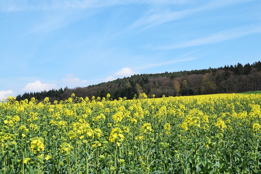 Photo of Canola Fields in the Rhine Valley region of Germany.