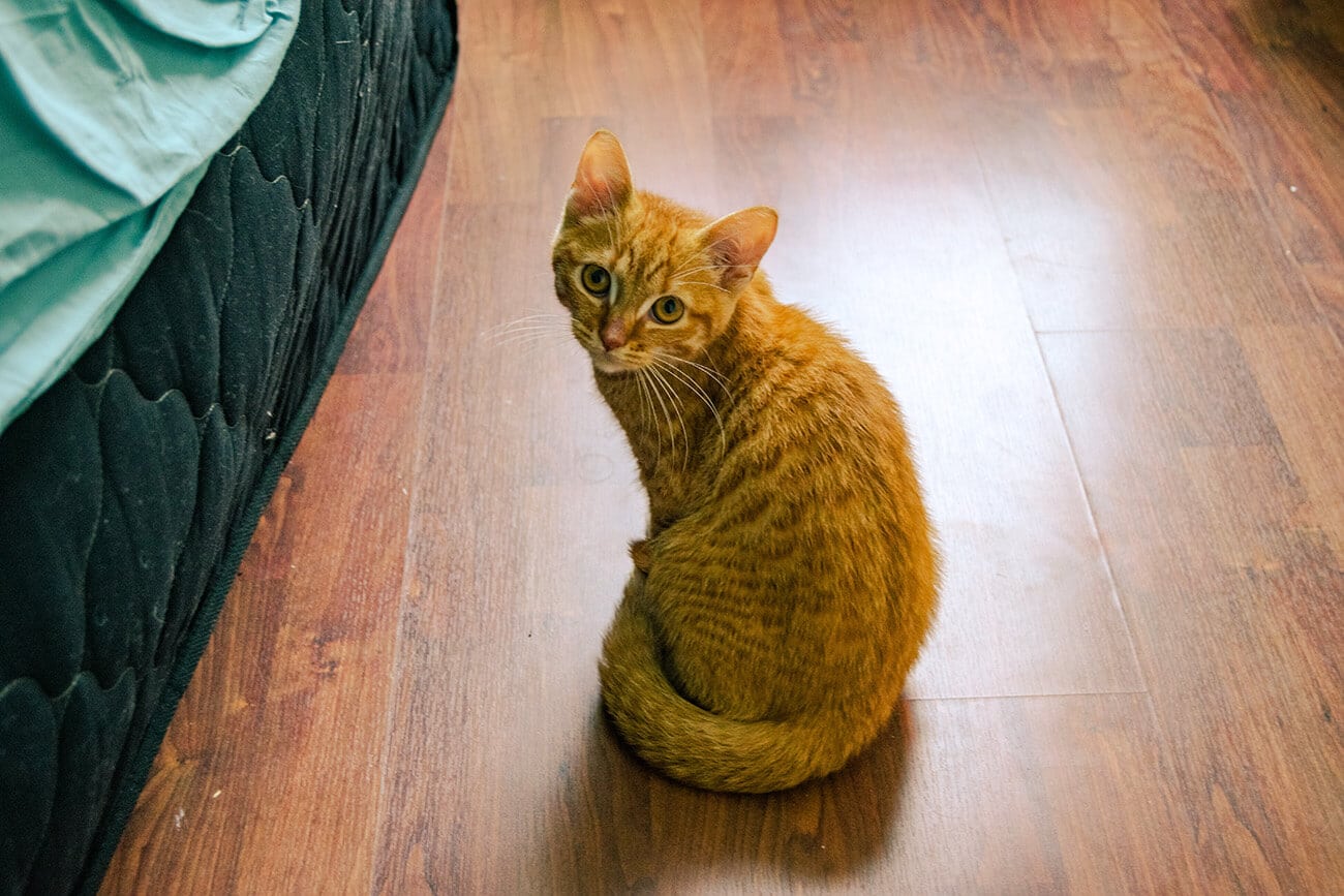 Adorable Dutch kitten adopted from a cat shelter in the Netherlands.  