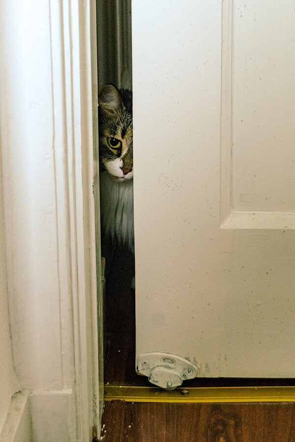 Cat peering into door during the initial adjustment period!