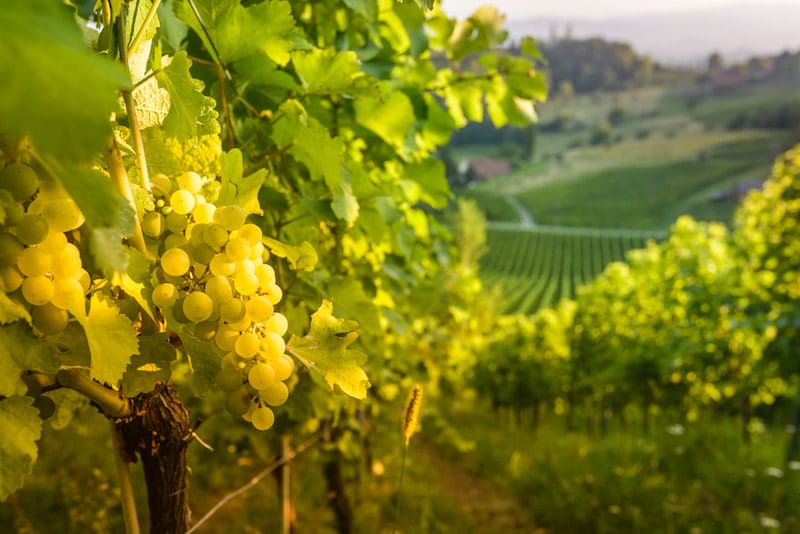 Beautiful photo of grape leaves in German wine region.