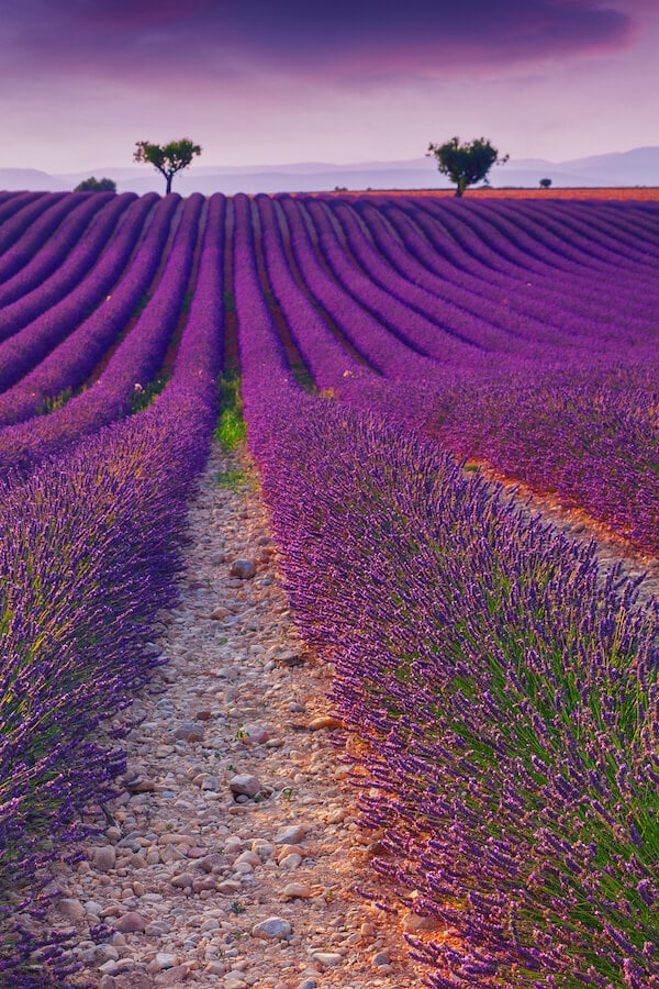 Lavender in Provence, France. Read your perfect Eurail itinerary for Europe with the best places to go during your Eurotrip! #travel #europe #France #Provence 