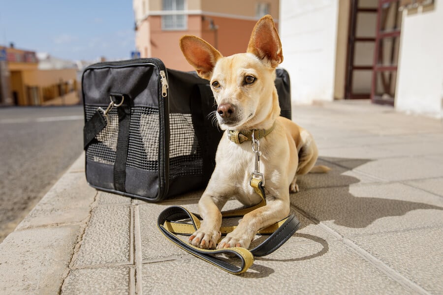 Dog with a crate. Read what you need to do prepare your dog for travel.