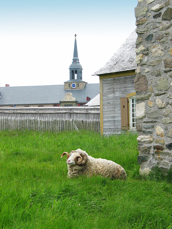 Ram sitting in front of the restored French fort in Louisbourg.  A must for history lovers planning their trip to Nova Scotia! 