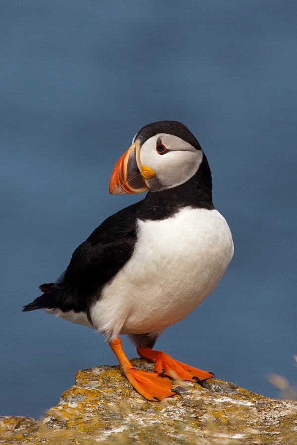 Adorable Atlantic Puffin taken during nesting season in Canada.  On Nova Scotia, you can see wild puffins!