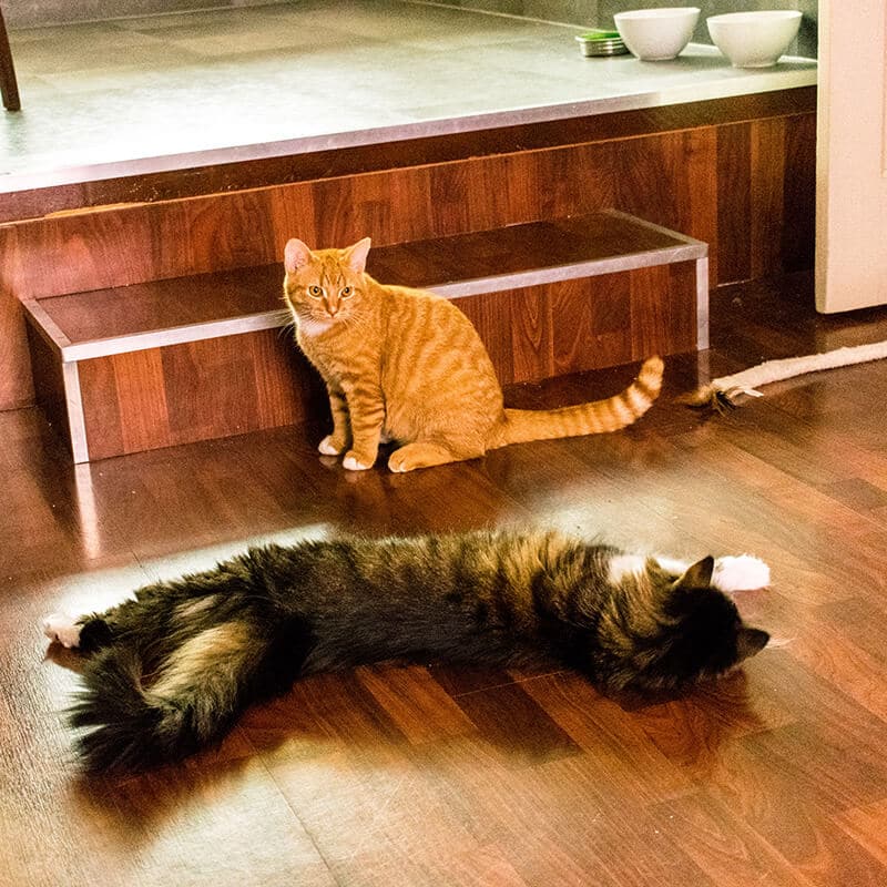 Two adorable rescue cats playing.  One cat was adopted in the Netherlands and one was adopted in the United States!
