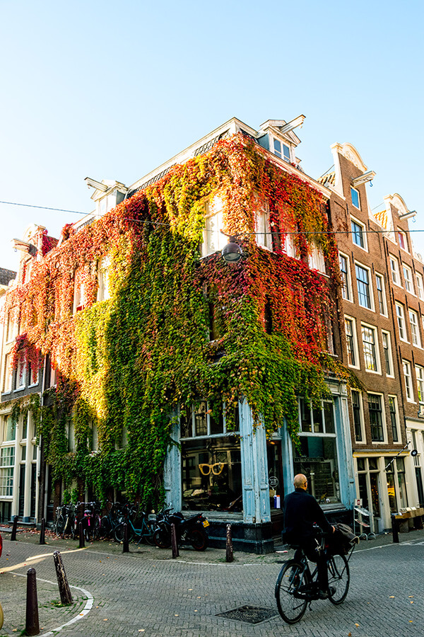 Beautiful ivy covered house in the Jordaan Amsterdam with a man biking past.  You can't miss these secret spots in the Jordaan! #travel #holland #amsterdam #netherlands #nederland