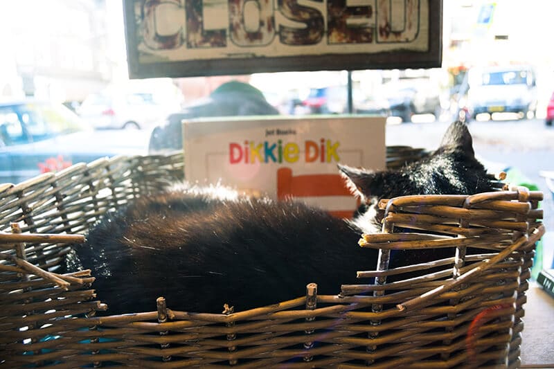 An adorable shop cat in Amsterdam sleeping at the PIQNIQ cafe!