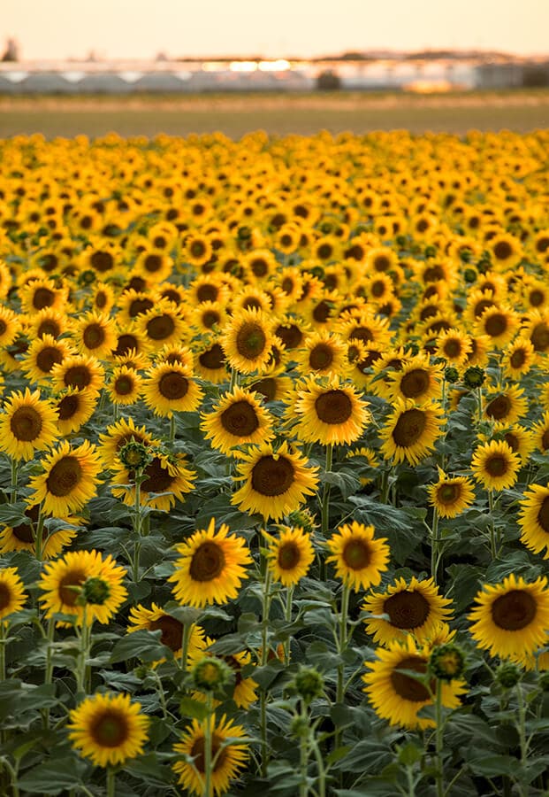Fields of Sunflowers in Arles France, one of the inspirations for Van Gogh in Arles!