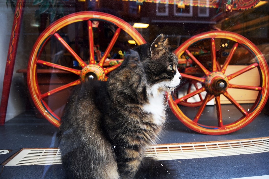 Cute cat in Amsterdam. Keep reading for insider tips for Amsterdam including don'ts in Amsterdam.