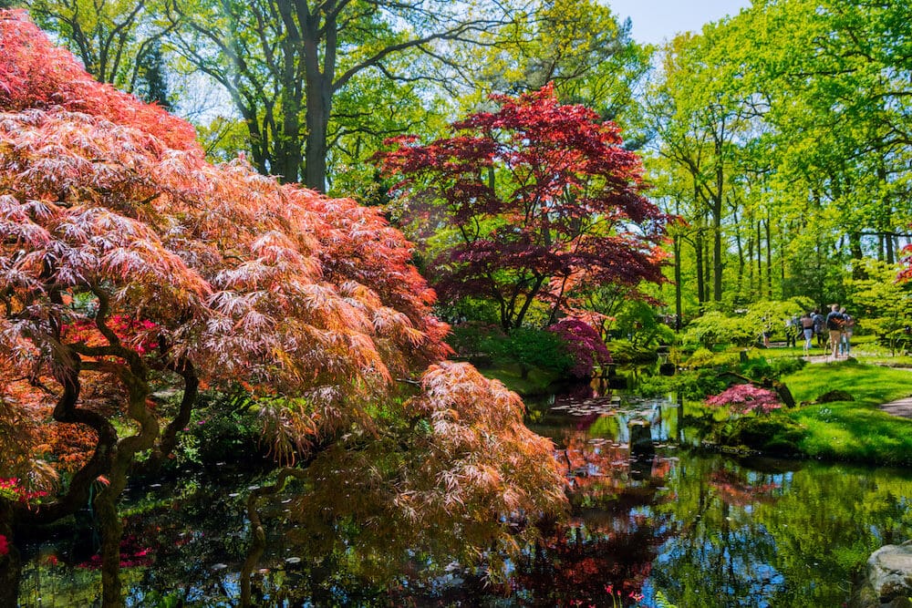 The Japanese Garden in the Hague. This beautiful garden in the Hague is only open a few weeks per year. #travel #denhaag #holland