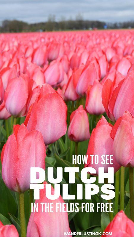 Tips on how to see the tulip fields in the Netherlands as a day trip from Amsterdam! Insider tips on how to see the Dutch tulips for free! #travel #netherlands #Amsterdam #tulips